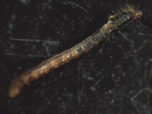 Nomada sp.